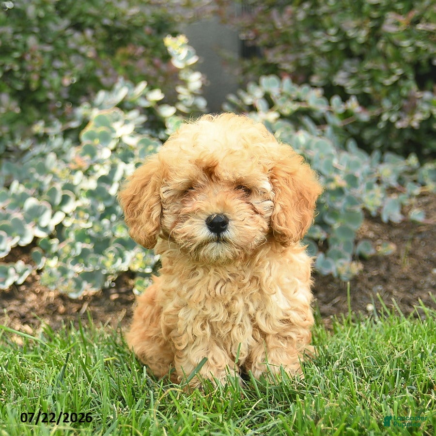 Toy Poodle dogs Tyson  - Ad 2