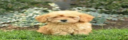 Miniature Poodle dogs for sale: Tyson  - Ad 2