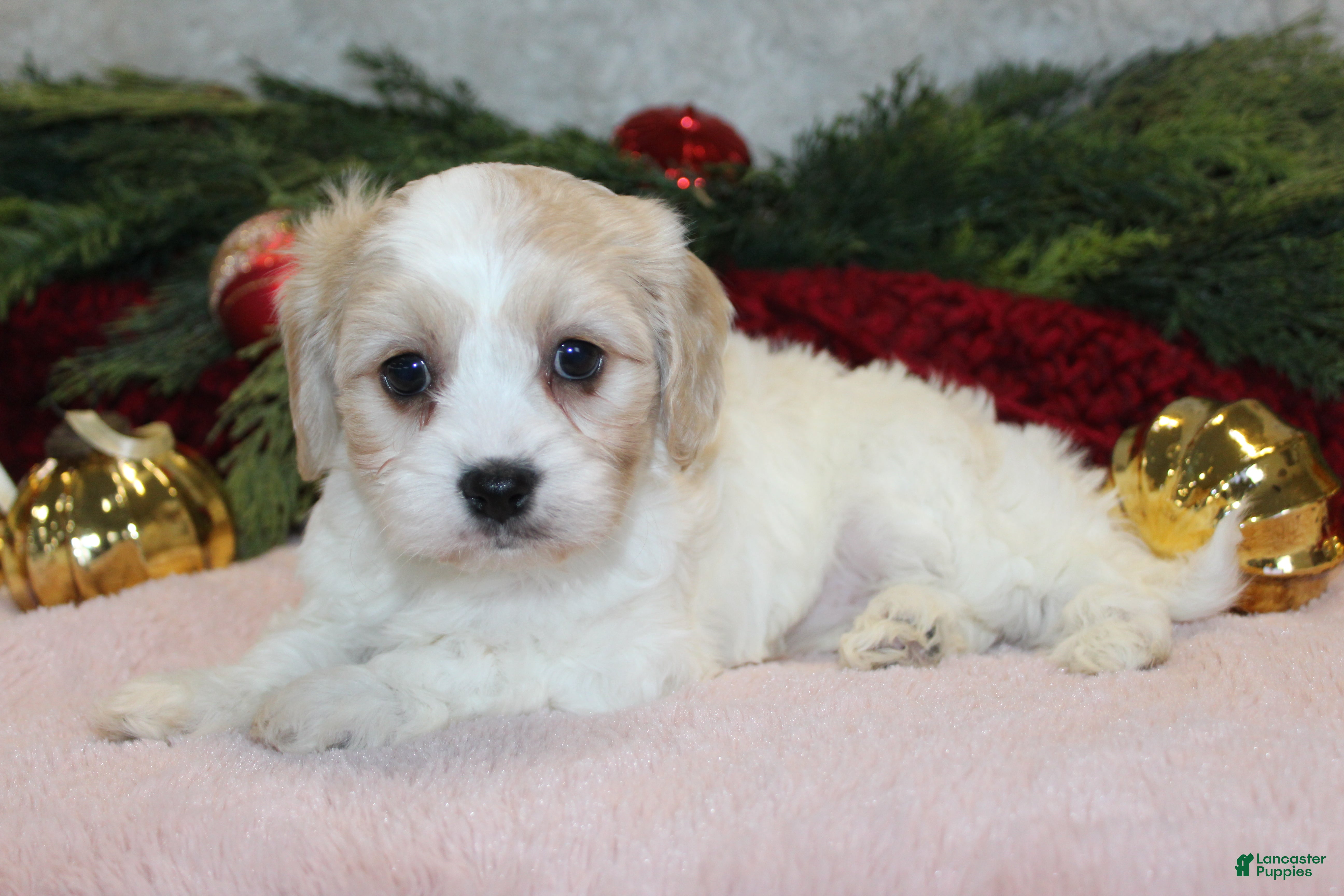 Cavachon dogs Lacey – Female - Ad 3