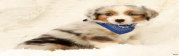 Miniature Australian Shepherd dogs for sale: Blue - Ad 7