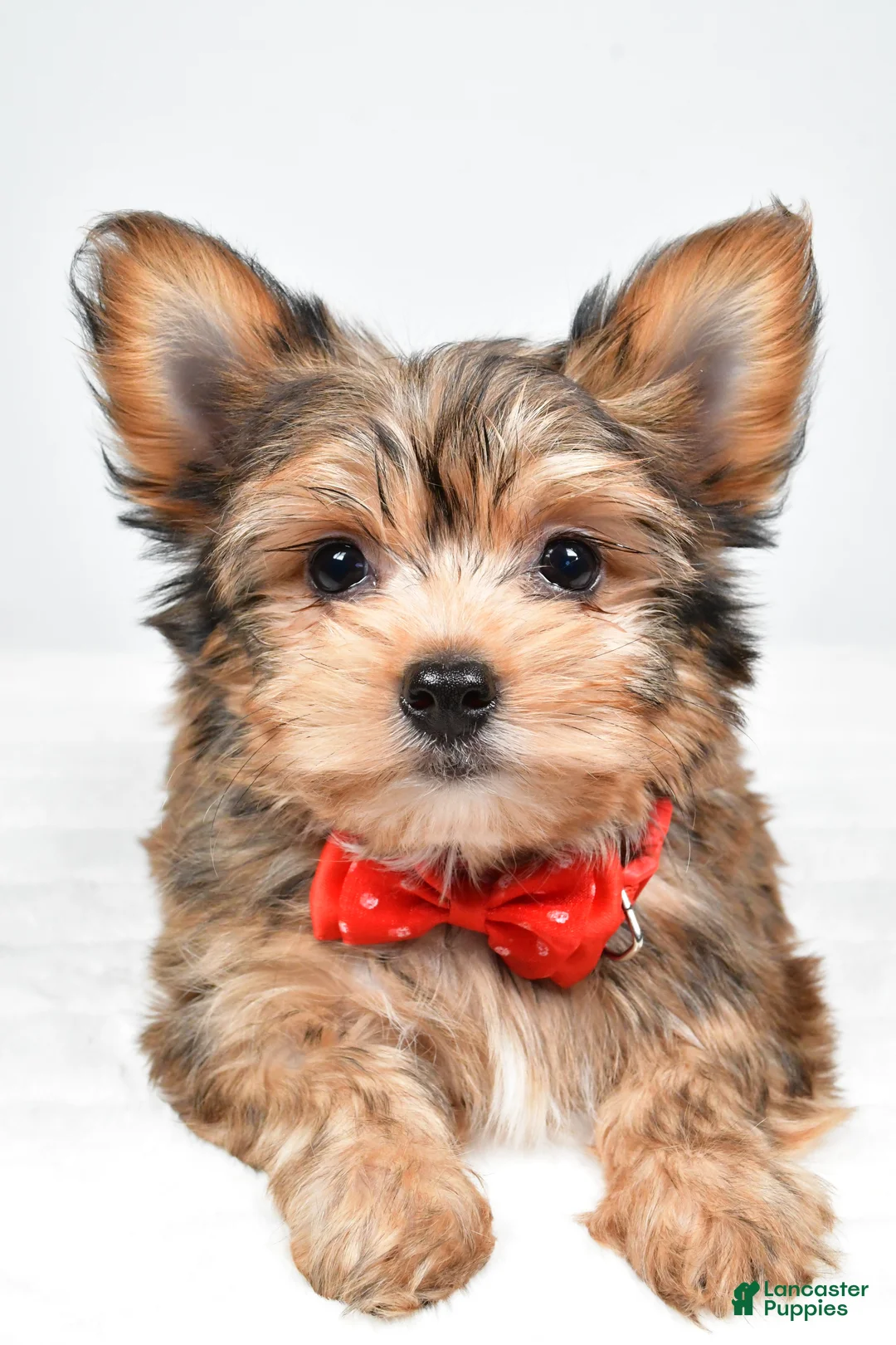 Yorkshire Terrier dogs for sale: Noah - Ad 4