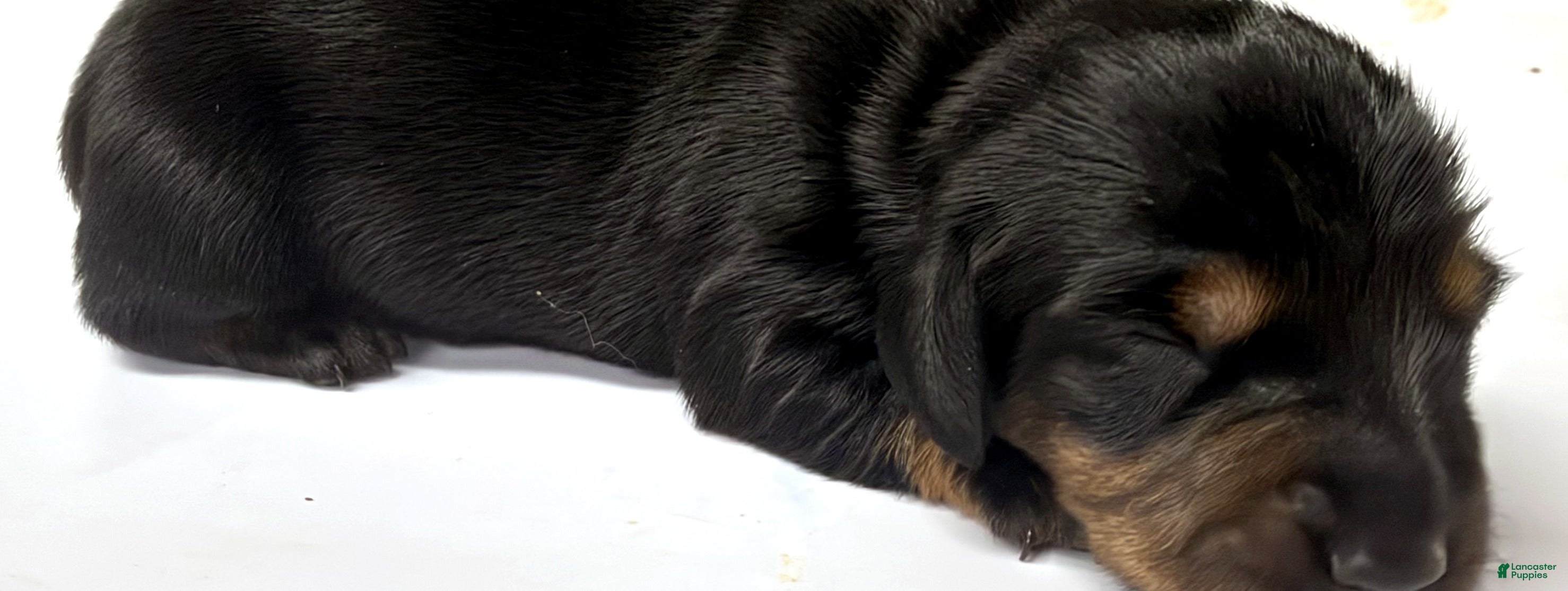Miniature Dachshund dogs Miniature Dachshund 4 - Ad 2