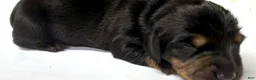 Miniature Dachshund dogs for sale: Miniature Dachshund 4 - Ad 2