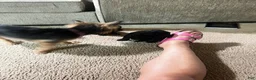 Yorkiepoo dogs for sale: Pepper - Ad 12
