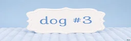 Sheepadoodle dogs for sale: Sheepadoodle 7 - Ad 5