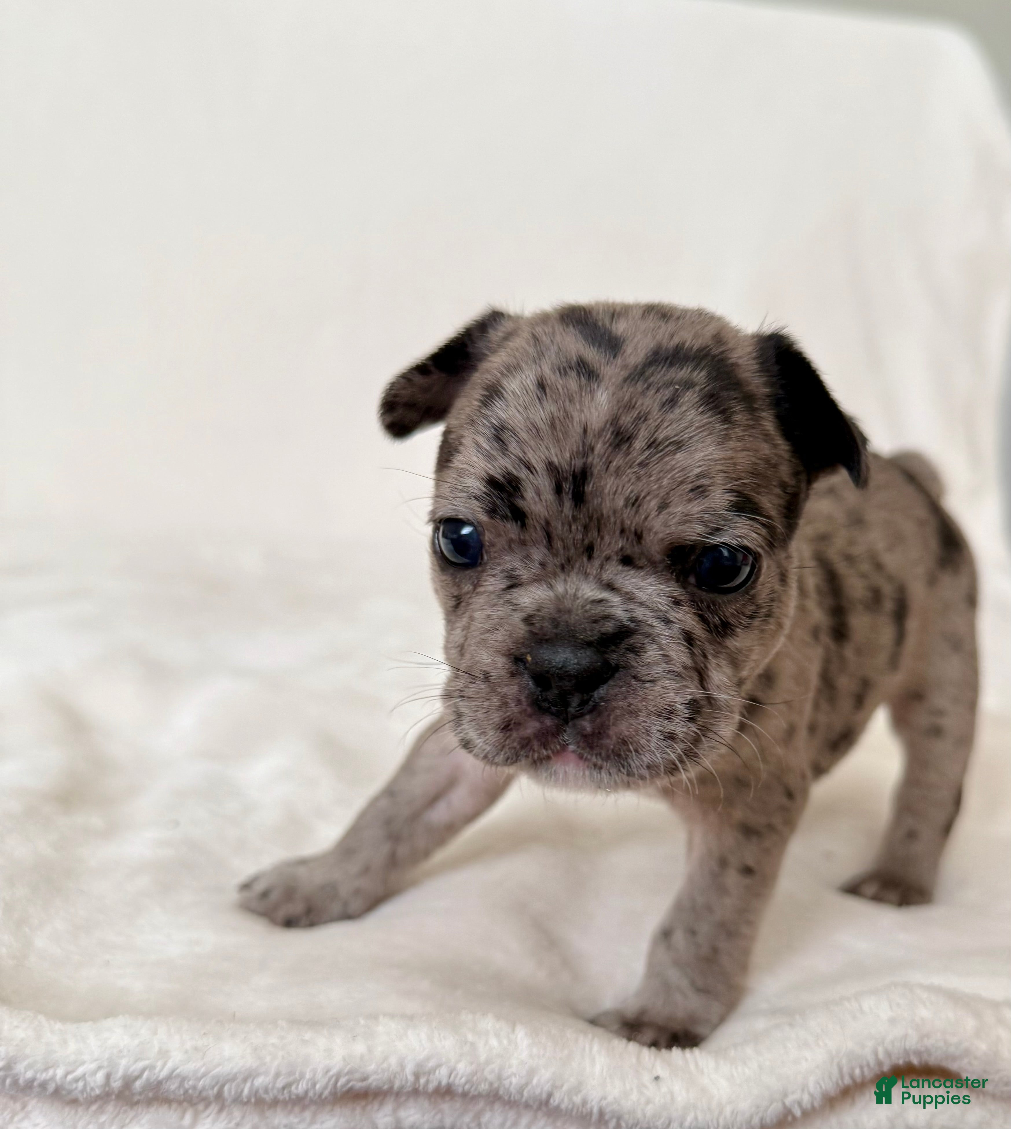 French Bulldog dogs Maeve  - Ad 3