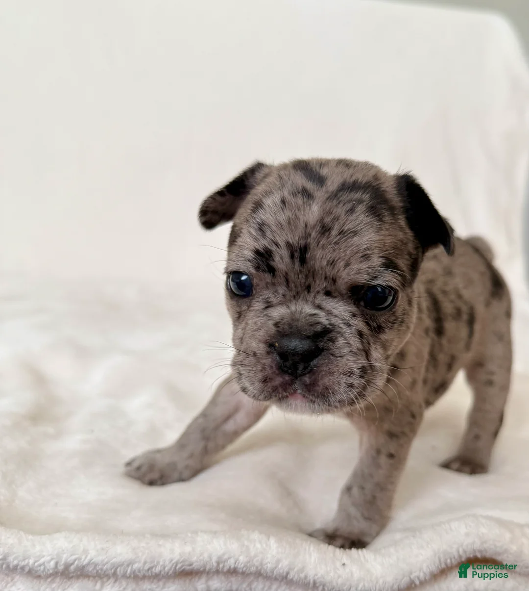 French Bulldog dogs for sale: Maeve  - Ad 2