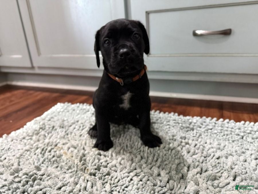 Cane Corso dogs Olive - Ad 1