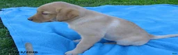 Labrador Retriever dogs for sale: Birdie - Ad 3