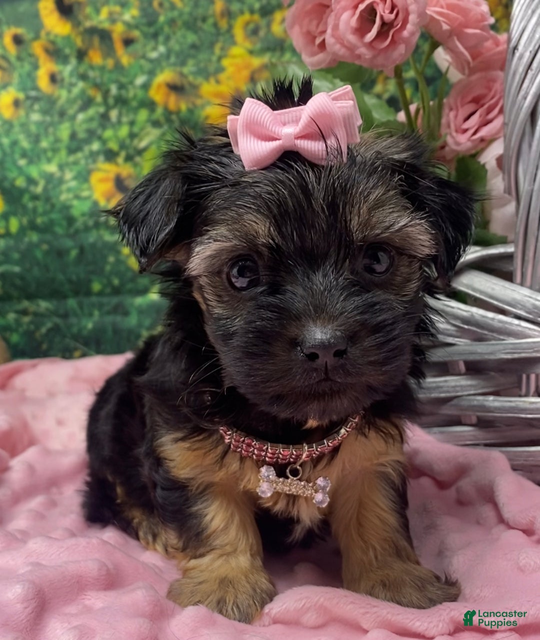 Shorkie dogs for sale: Loki  - Ad 15