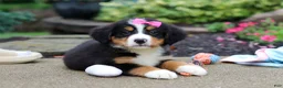Bernese Mountain Dog dogs for sale: Charlotte - Ad 3
