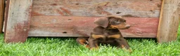Doberman Pinscher dogs for sale:  Dexter (Red Rust)🐶 - Ad 3