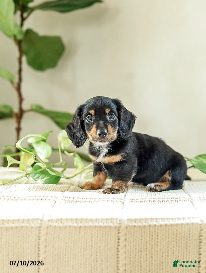 Miniature Dachshund dogs Auburn - Ad 2