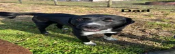 Mixed Breed dogs for sale: Gracie - Ad 5
