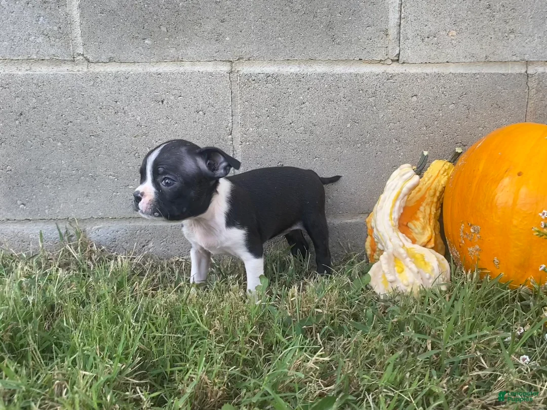 Boston Terrier dogs for sale: Lola - Ad 4