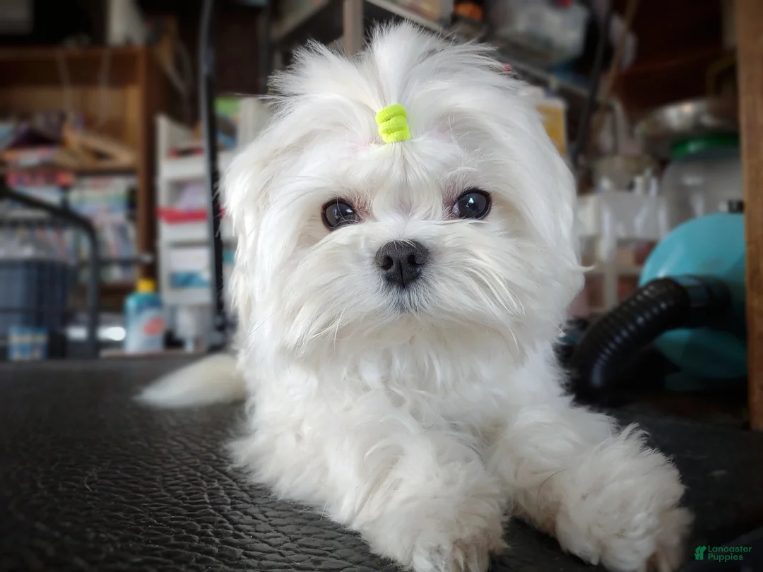 Maltese dogs for sale: Korean Babydoll Snowball  - Ad 9