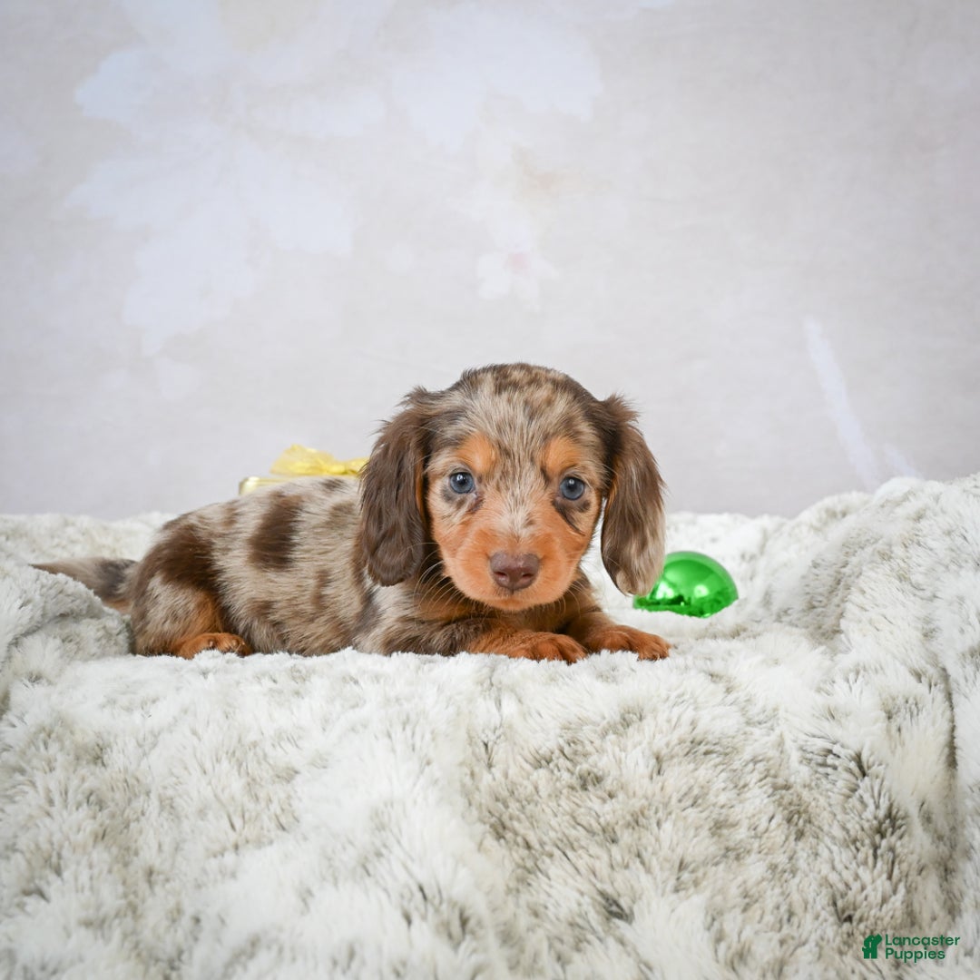 Miniature Dachshund dogs for sale: Snowflake - Ad 6