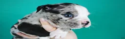 American Bully dogs for sale: Black Merle Female - Ad 4