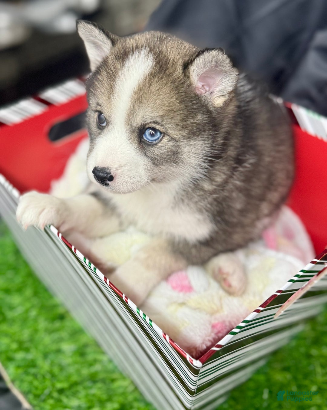 Mixed Breed dogs for sale: Cocoa - Ad 3