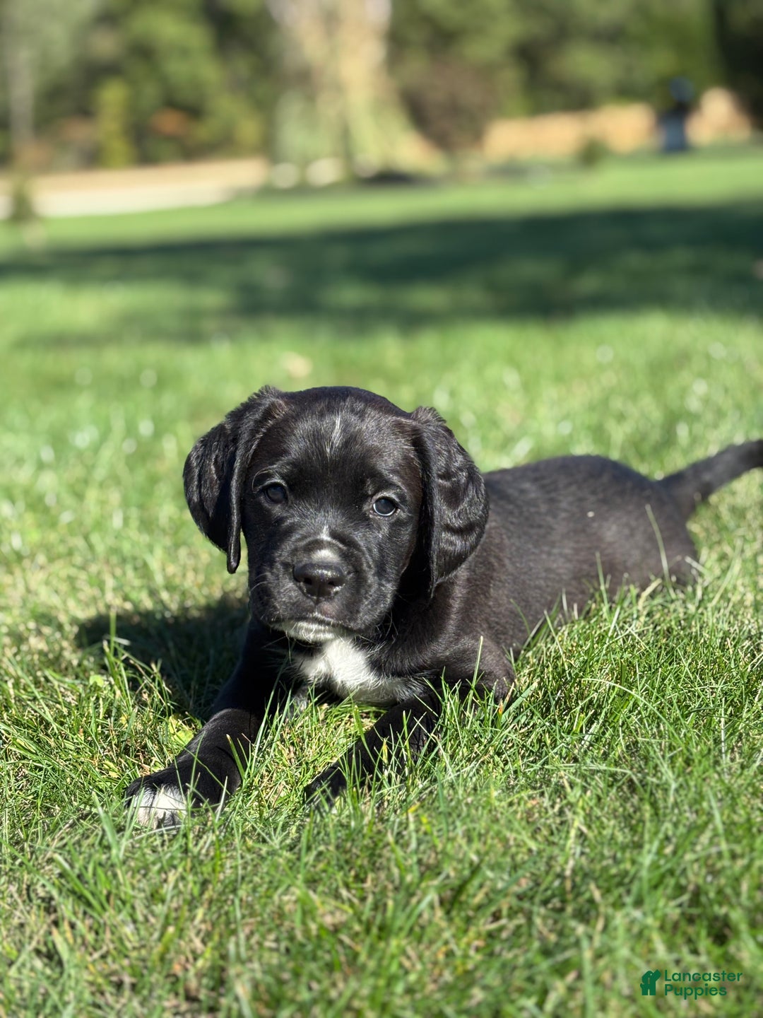 Mixed Breed dogs for sale: Felix - Ad 3