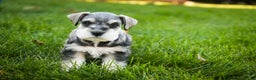 Miniature Schnauzer dogs for sale: Kris - Ad 12