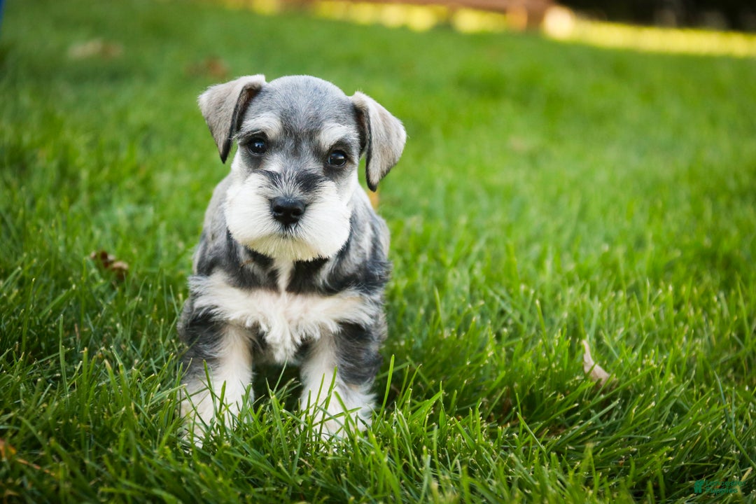 Miniature Schnauzer dogs for sale: Kris - Ad 12