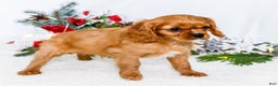 Cavalier King Charles Spaniel dogs for sale: Winter - Ad 10