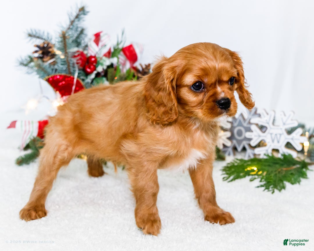 Cavalier King Charles Spaniel dogs for sale: Winter - Ad 10
