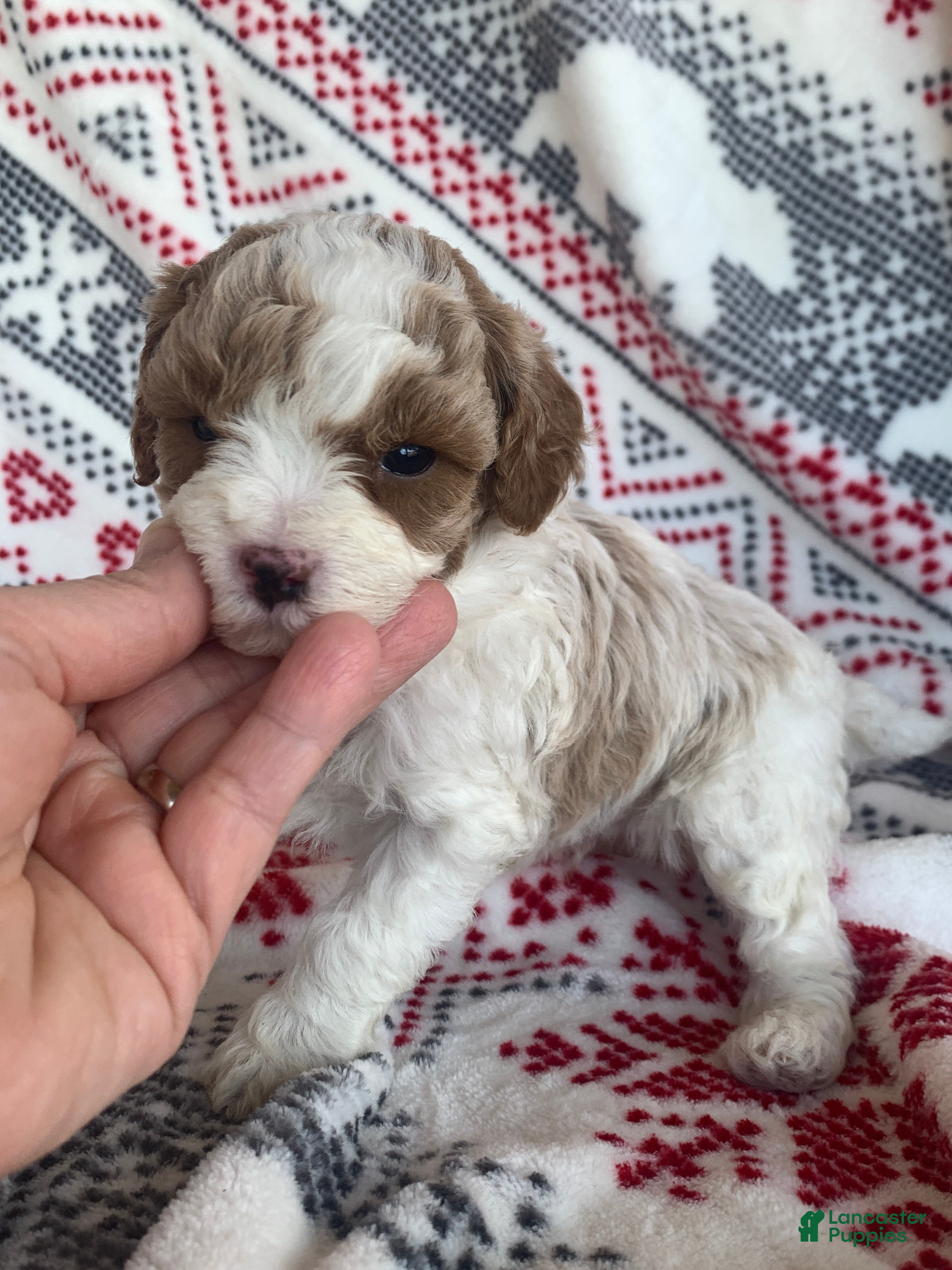 Cavapoo dogs Frost - Ad 21