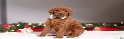 Standard Poodle dogs for sale: Charlie - Ad 5