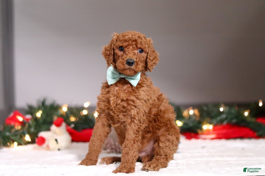 Standard Poodle dogs for sale: Charlie - Ad 5