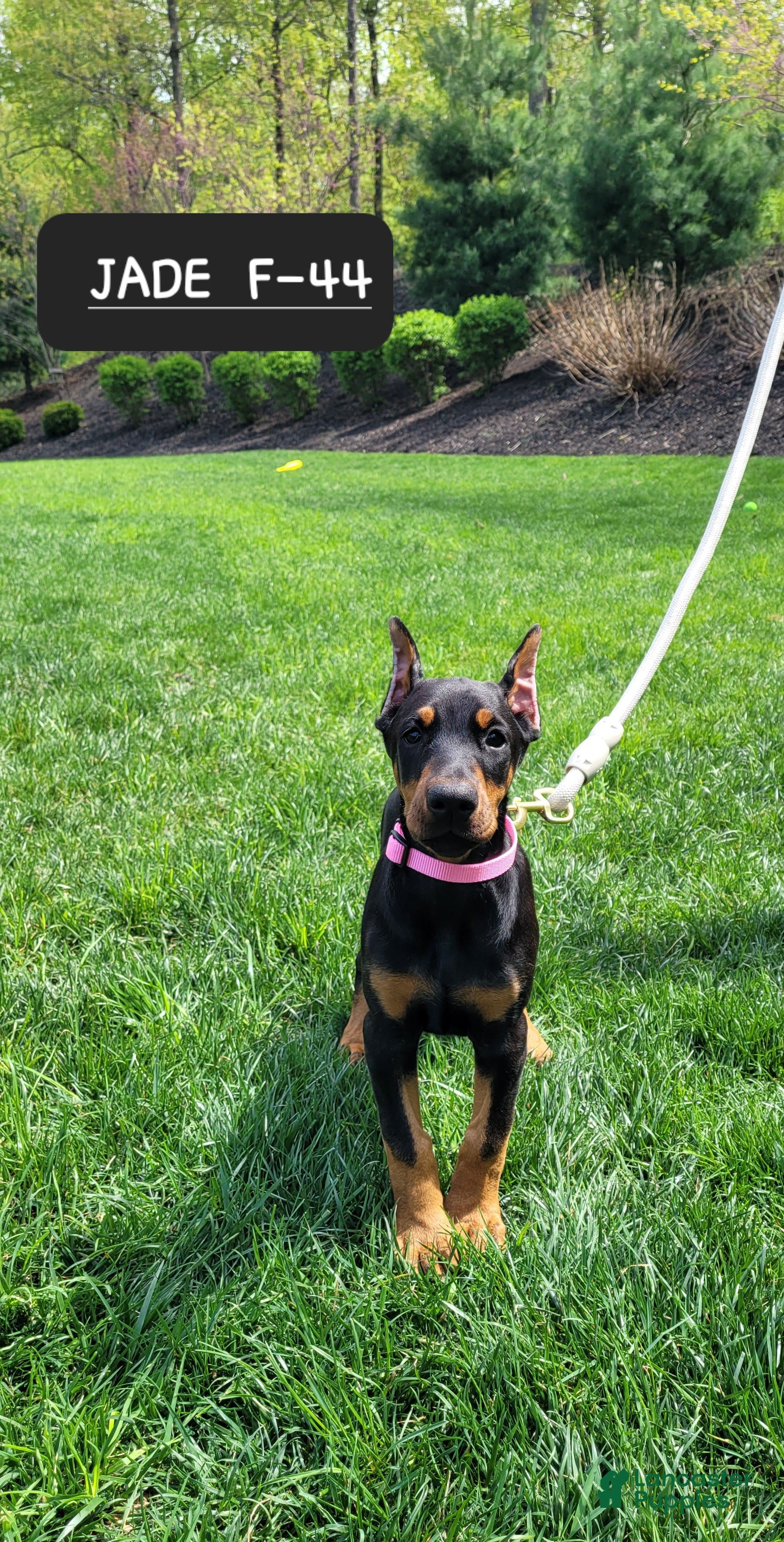 Doberman Pinscher dogs JADE - Ad 32