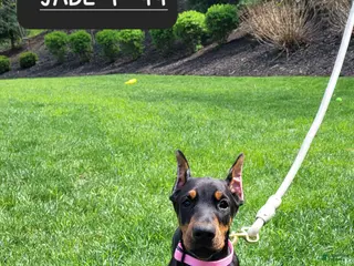 Doberman Pinscher dogs JADE - Ad 32