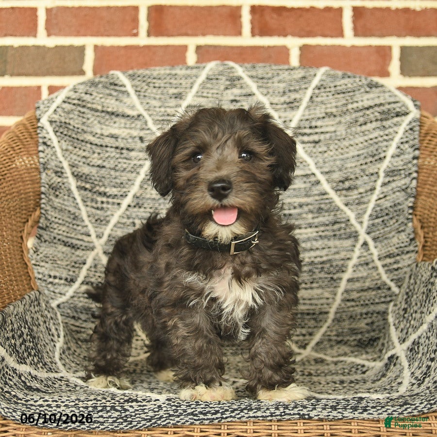 Schnoodle dogs Benni  - Ad 2