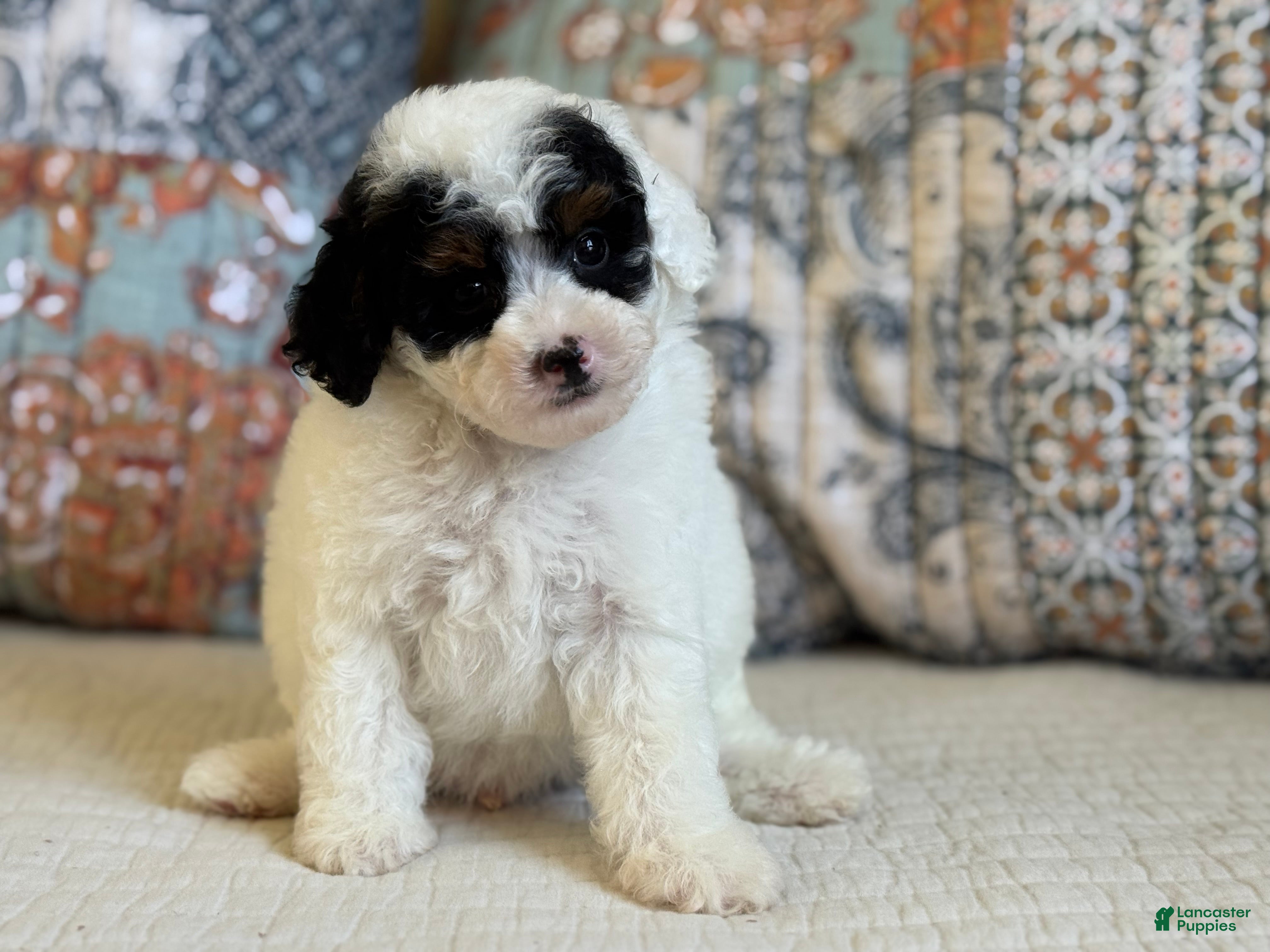 Miniature Poodle dogs for sale: Elton - Ad 14