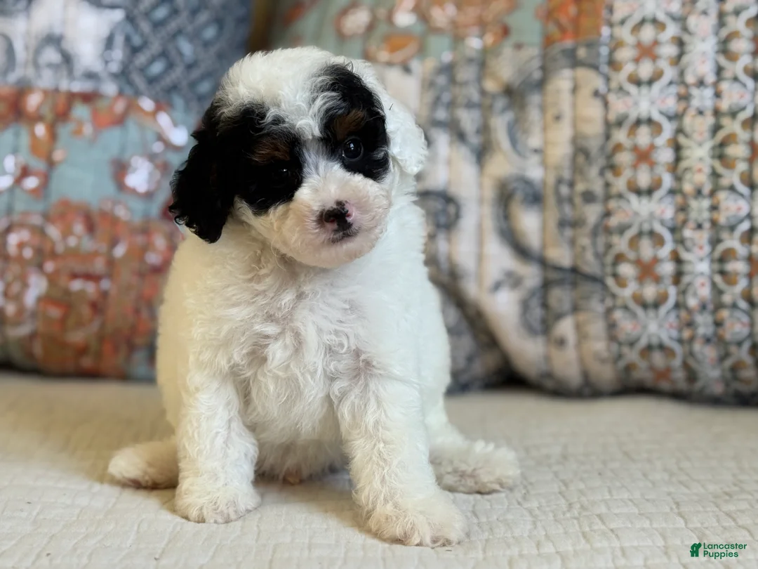 Miniature Poodle dogs for sale: Elton - Ad 1