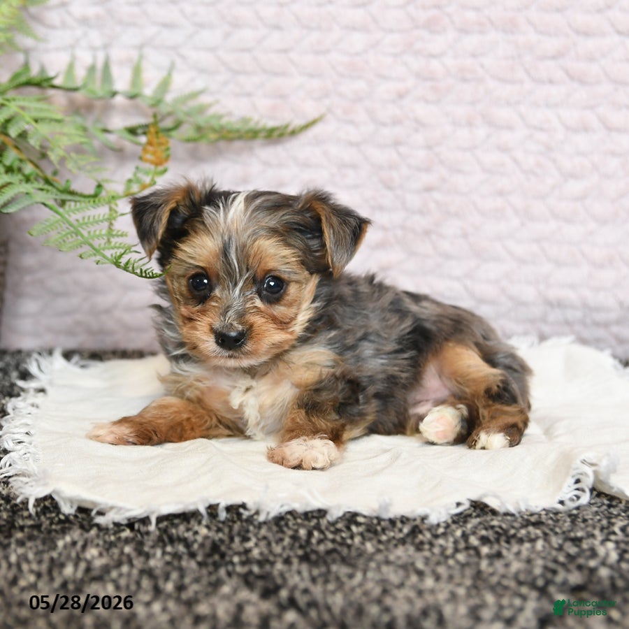 Yorkshire Terrier dogs Patches - Ad 2