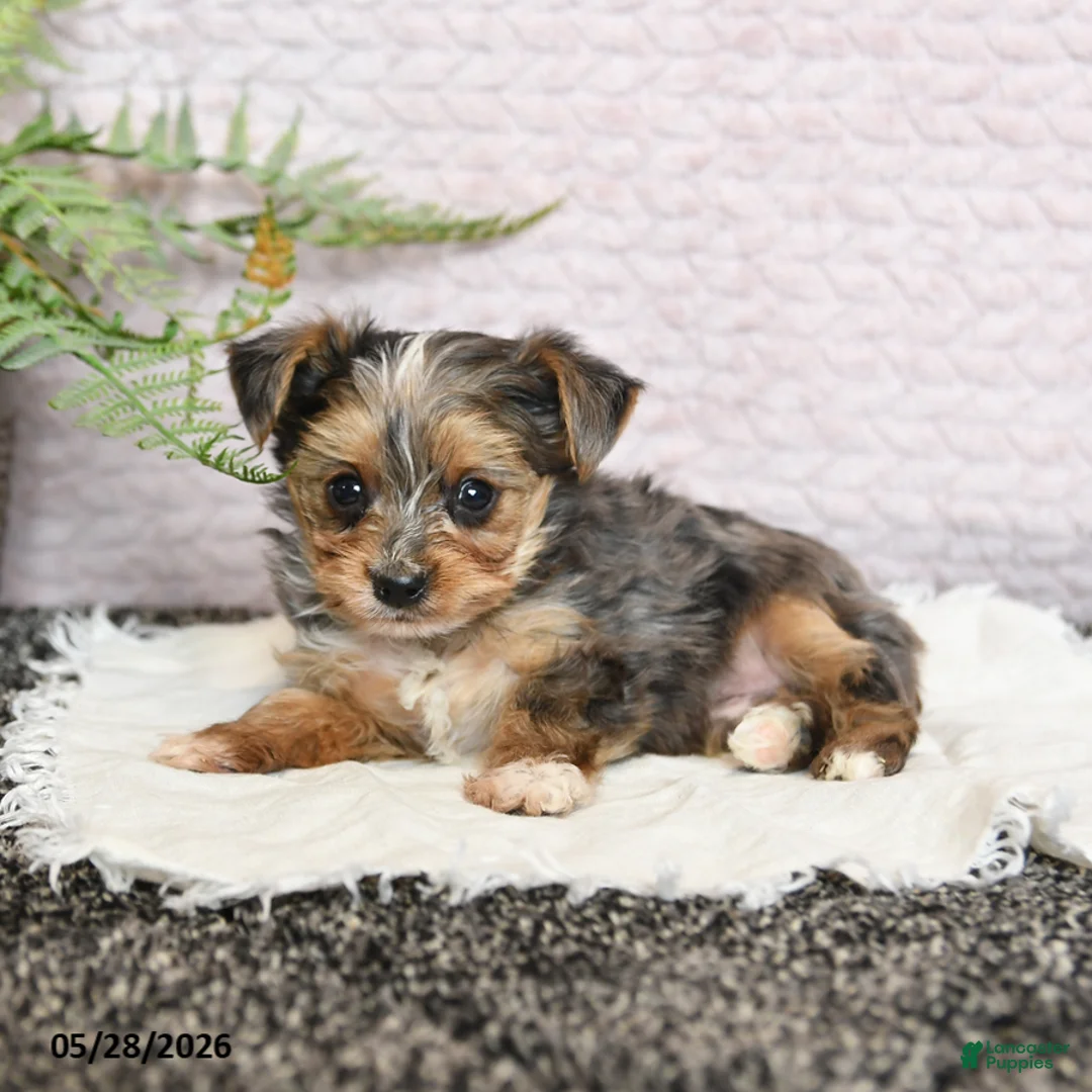 Yorkshire Terrier dogs for sale: Patches - Ad 2