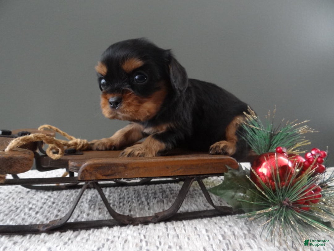 Cavalier King Charles Spaniel dogs for sale: Rhett - Ad 3
