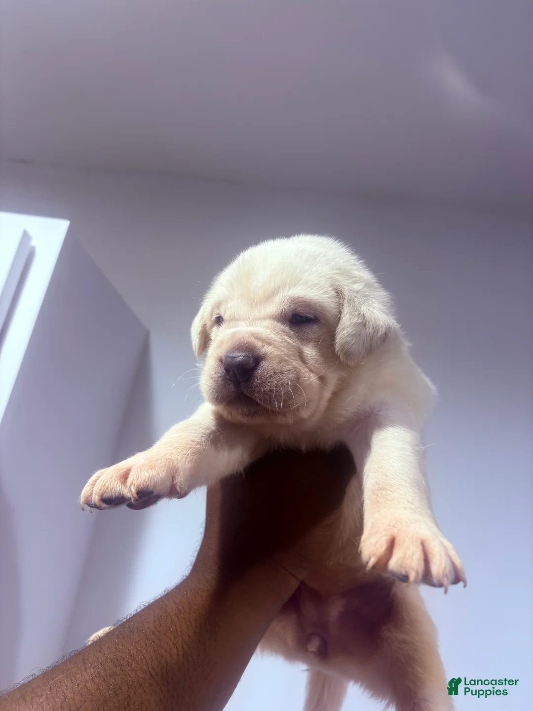 Cane Corso dogs for sale: Cane Corso 9 - Ad 1