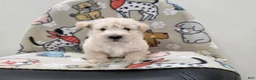 Scottish Terrier dogs for sale: Velma - Ad 5