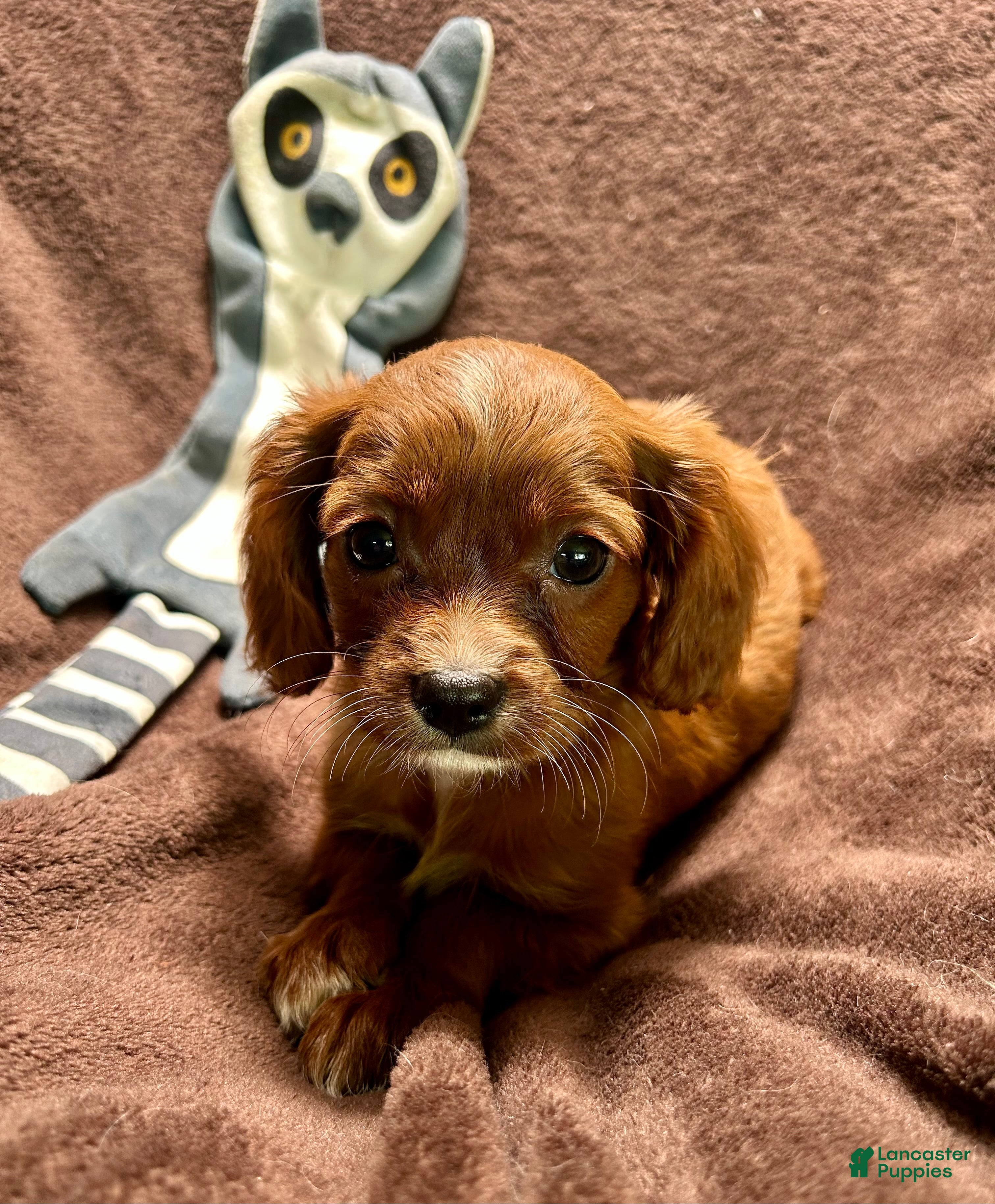 Cavapoo dogs Teddy - Ad 2