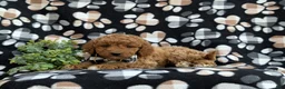 Cockapoo dogs for sale: Nicolas Hypoallergenic - Ad 4