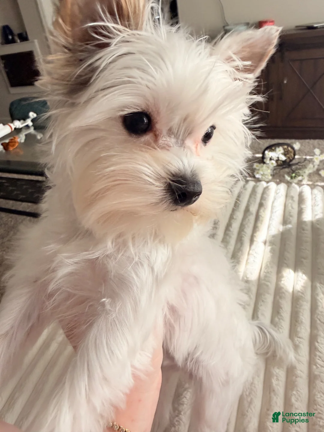 Yorkshire Terrier dogs for stud: Rare AKC Registered Parti Yorkie  - Ad 1