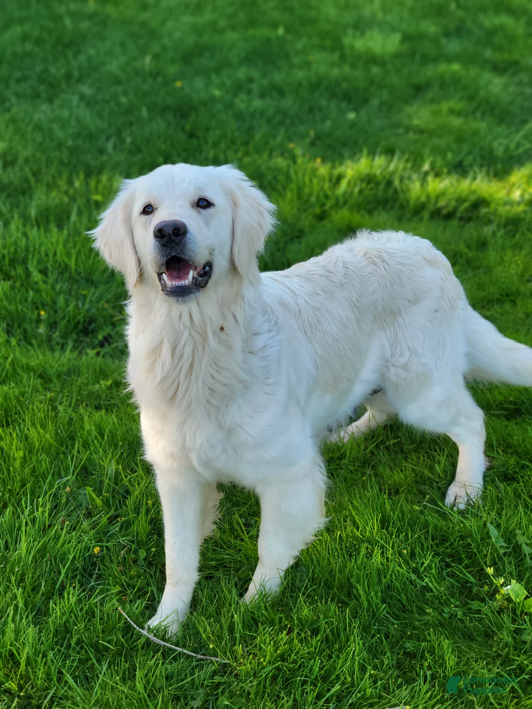 Golden Retriever dogs for sale: Bo - Ad 4