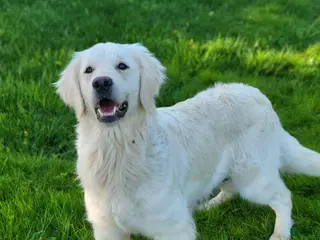 Golden Retriever dogs Benni - Ad 26