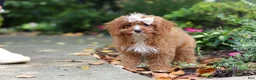 Cavapoo dogs for sale: Gracie - Ad 9
