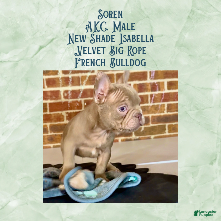 French Bulldog dogs ✨ Meet Soren ✨AKC French Bulldog • 14 Weeks • New Shade Isabella • Velvet Big Rope - Ad 4