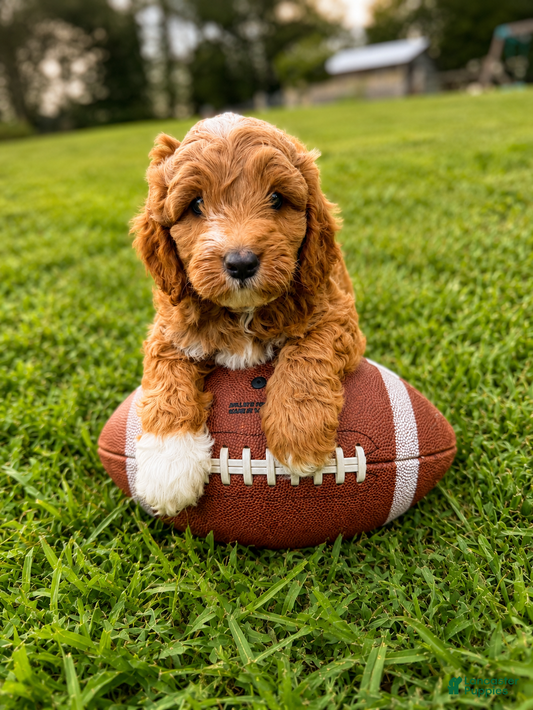 Goldendoodle dogs Blitz - Ad 2