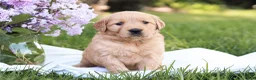 Golden Retriever dogs for sale: Golden Retriever Puppy 5 - Ad 5